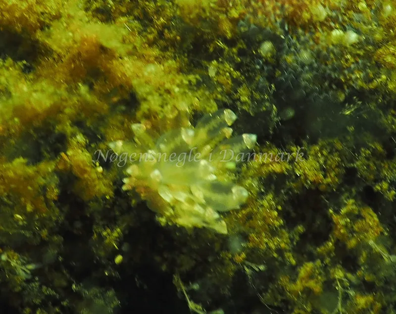 Amphorina viriola - Kollund Lillestrand - Foto: Jens Egon Jørgensen