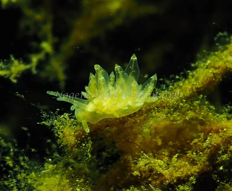 Amphorina viriola - Kollund Lillestrand - Foto: Jens Egon Jørgensen