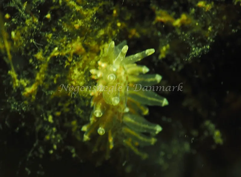 Amphorina viriola - Kollund Lillestrand - Foto: Jens Egon Jørgensen