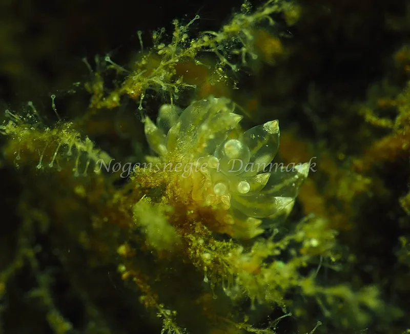 Amphorina viriola - Kollund Lillestrand - Foto: Jens Egon Jørgensen