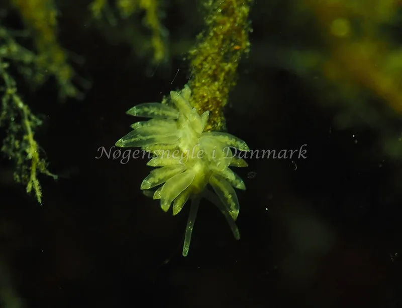 Amphorina viriola - Kollund Lillestrand - Foto: Jens Egon Jørgensen