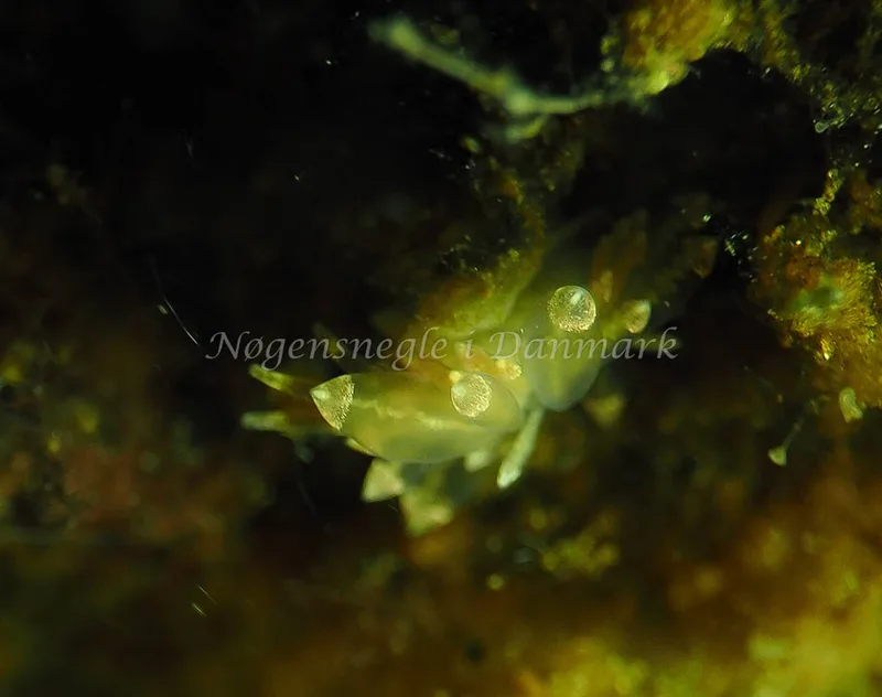 Amphorina viriola - Kollund Lillestrand - Foto: Jens Egon Jørgensen