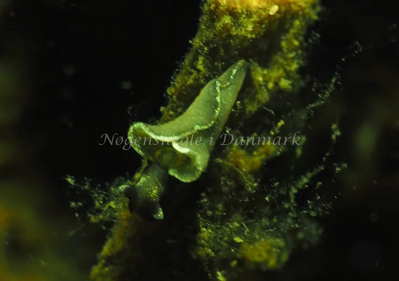 Elysia viridis - Kollund Lillestrand - Foto: Jens Egon Jørgensen