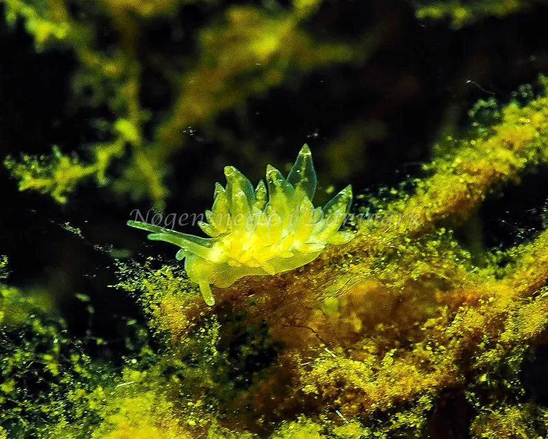Amphorina viriola - Kollund Lillestrand - Foto: Jens Egon Jørgensen