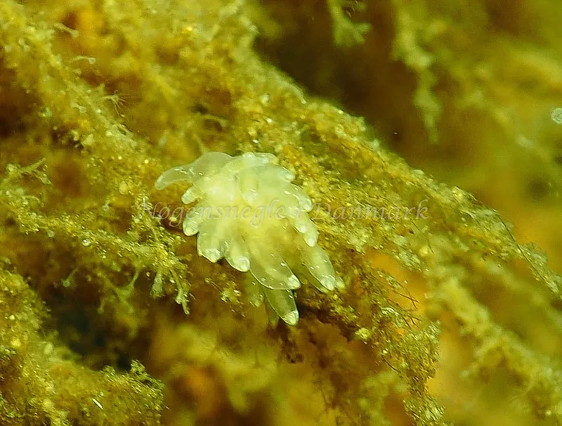 Amphorina viriola - Teglværkshavnen - Foto: Jens Egon Jørgensen