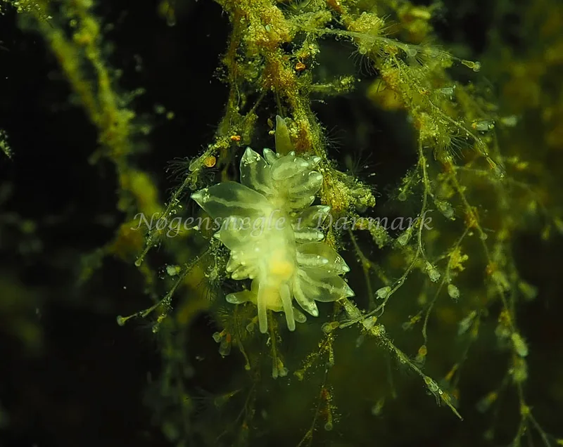 Amphorina viriola - Teglværkshavnen - Foto: Jens Egon Jørgensen