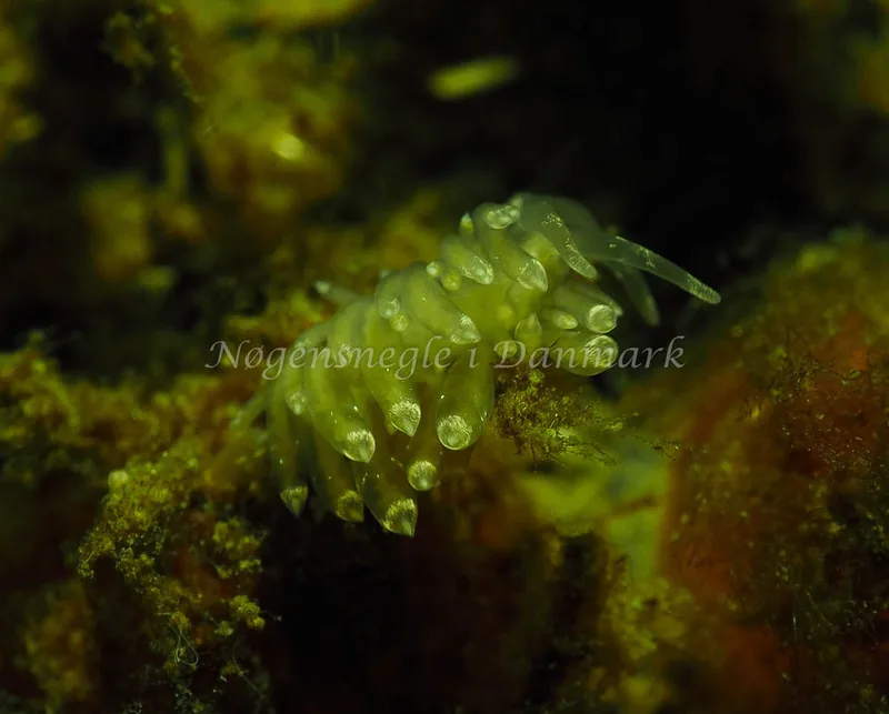 Amphorina viriola - Teglværkshavnen - Foto: Jens Egon Jørgensen