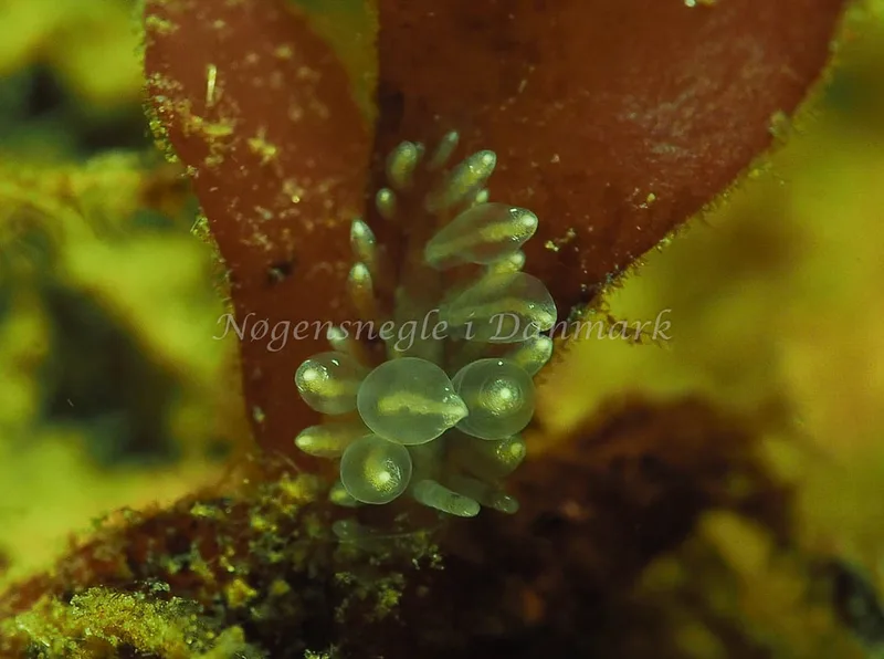 Amphorina viriola - Teglværkshavnen - Foto: Jens Egon Jørgensen