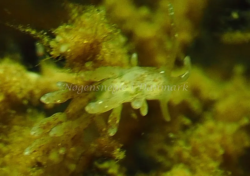 Eubranchus rupium - Teglværkshavnen - Foto: Jens Egon Jørgensen