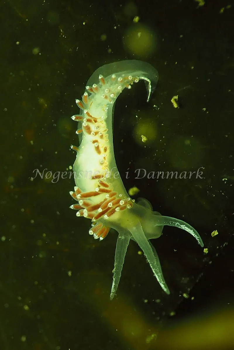 Coryphella verrucosa - Lyngsbo Strand - Foto: Jens Egon Jørgensen