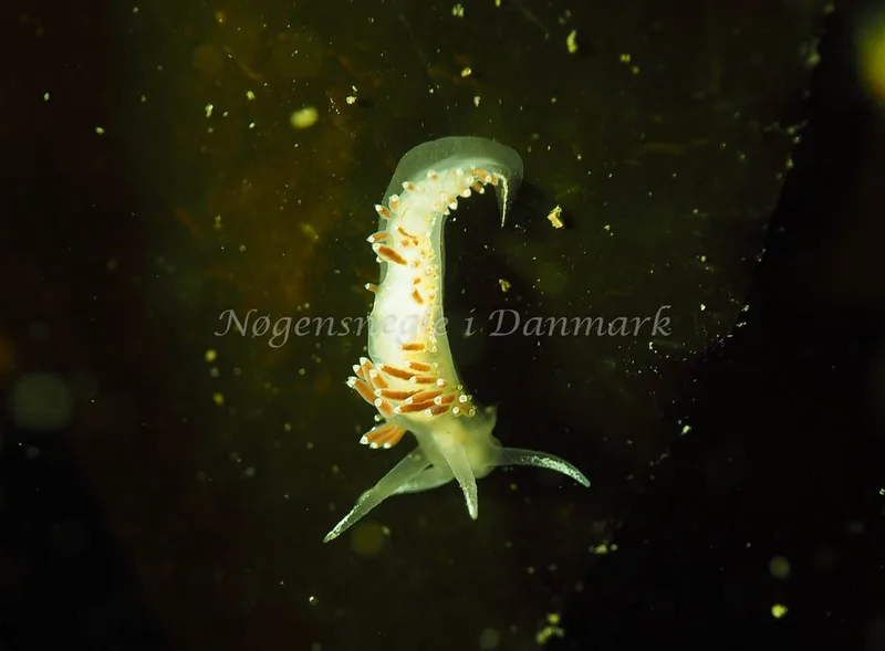 Coryphella verrucosa - Lyngsbo Strand - Foto: Jens Egon Jørgensen