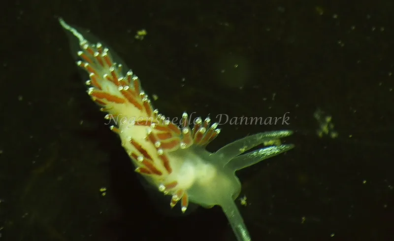 Coryphella verrucosa - Lyngsbo Strand - Foto: Jens Egon Jørgensen
