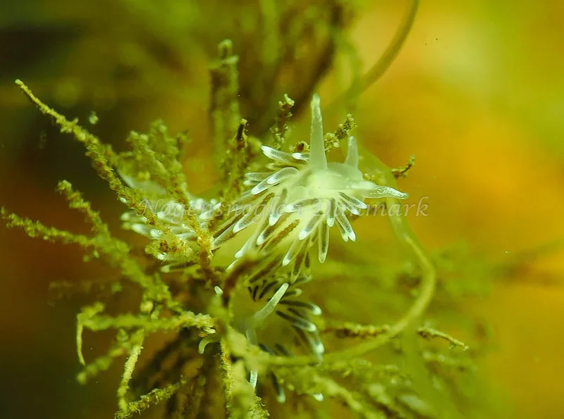 Cuthonella concinna - Lyngsbo Strand - Foto: Jens Egon Jørgensen