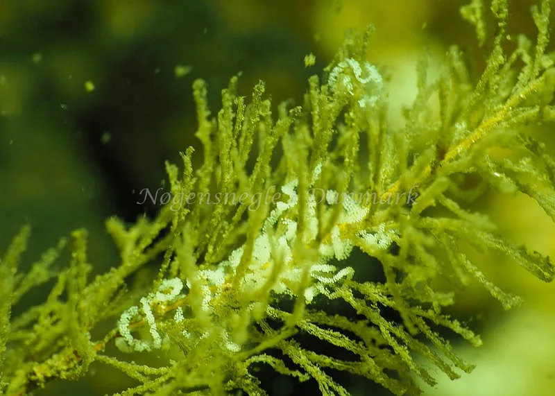 Cuthonella concinna - Lyngsbo Strand - Foto: Jens Egon Jørgensen