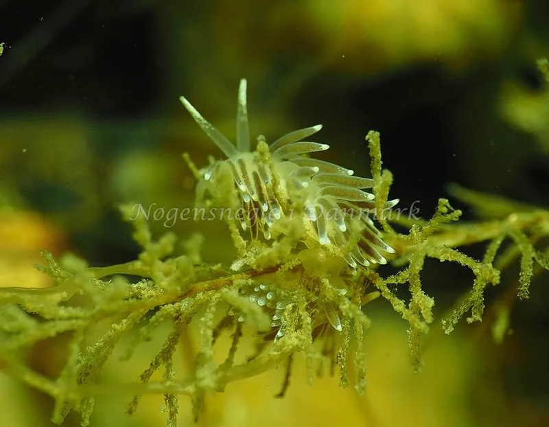 Cuthonella concinna - Lyngsbo Strand - Foto: Jens Egon Jørgensen
