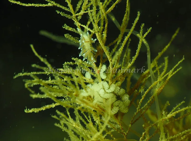 Cuthonella concinna - Lyngsbo Strand - Foto: Jens Egon Jørgensen