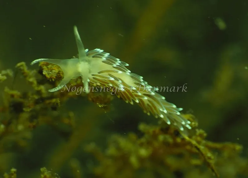 Cuthonella concinna - Lyngsbo Strand - Foto: Jens Egon Jørgensen