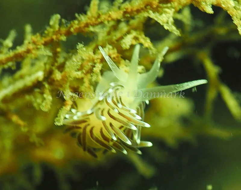 Cuthonella concinna - Lyngsbo Strand - Foto: Jens Egon Jørgensen