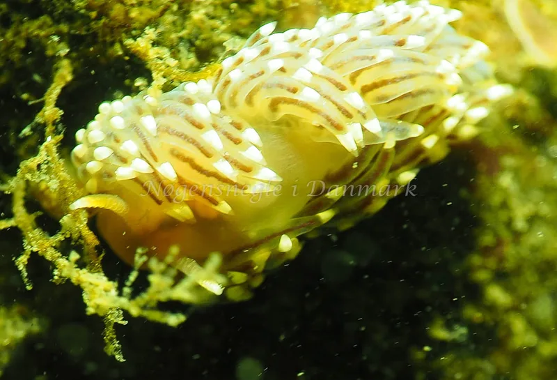 Facelina bostoniensis - Lyngsbo Strand - Foto: Jens Egon Jørgensen