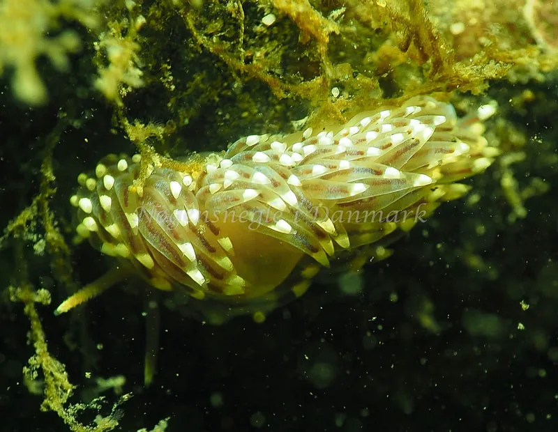 Facelina bostoniensis - Lyngsbo Strand - Foto: Jens Egon Jørgensen