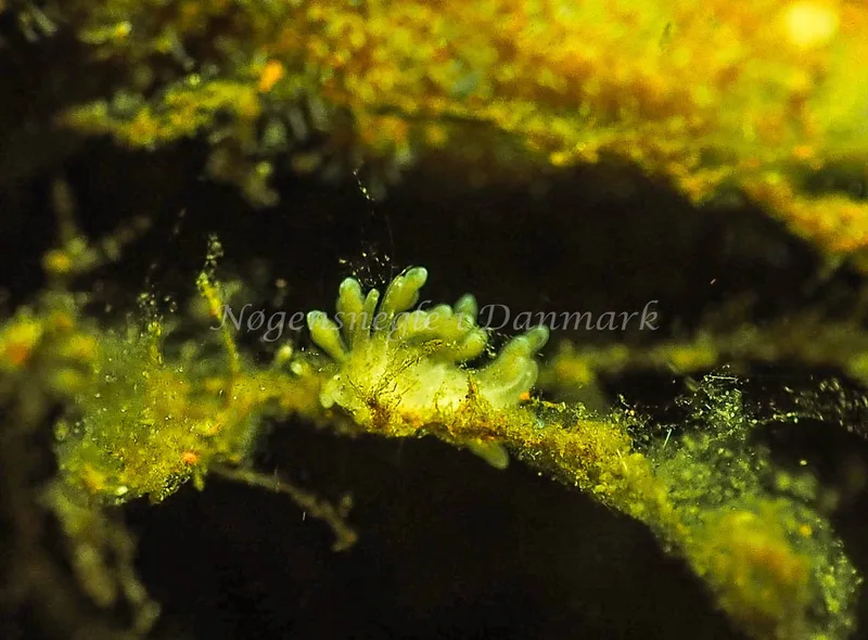 Eubranchus rupium - Kollund Lillestrand - Foto: Jens Egon Jørgensen
