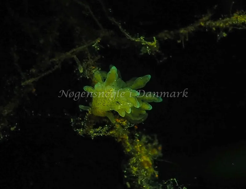 Eubranchus rupium - Kollund Lillestrand - Foto: Jens Egon Jørgensen