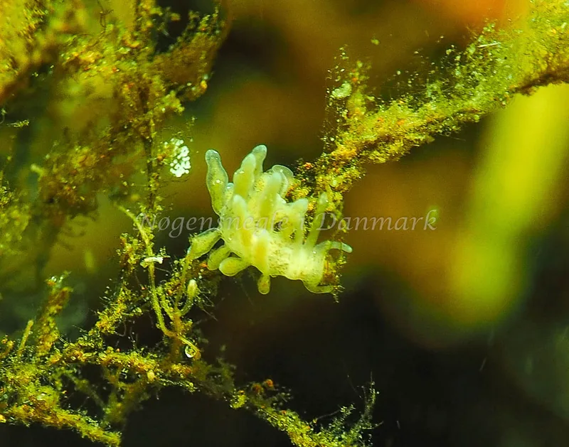 Eubranchus rupium - Kollund Lillestrand - Foto: Jens Egon Jørgensen