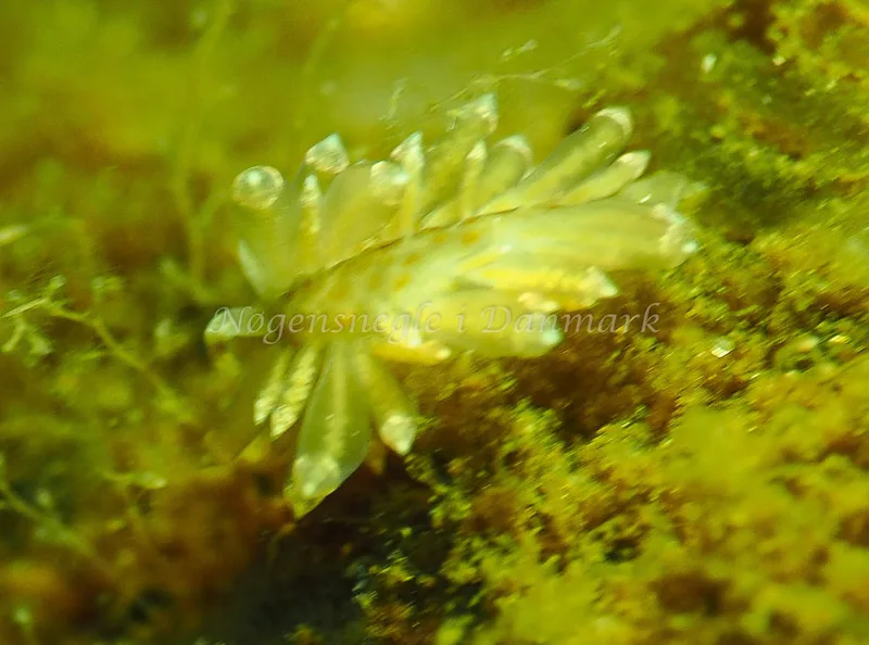 Amphorina viriola - Kollund Lillestrand - Foto: Jens Egon Jørgensen