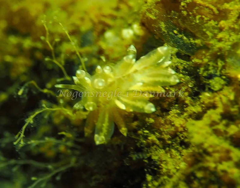 Amphorina viriola - Kollund Lillestrand - Foto: Jens Egon Jørgensen