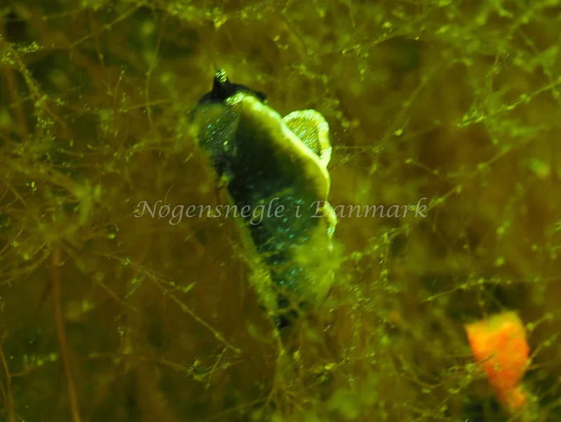 Elysia viridis - Kollund Lillestrand - Foto: Jens Egon Jørgensen