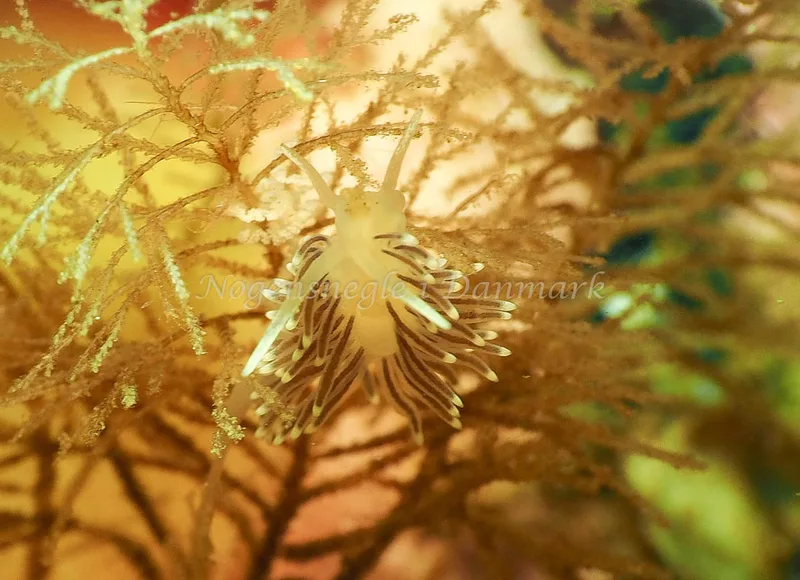 Cuthonella concinna - Lyngsbo Strand - Foto: Jens Egon Jørgensen