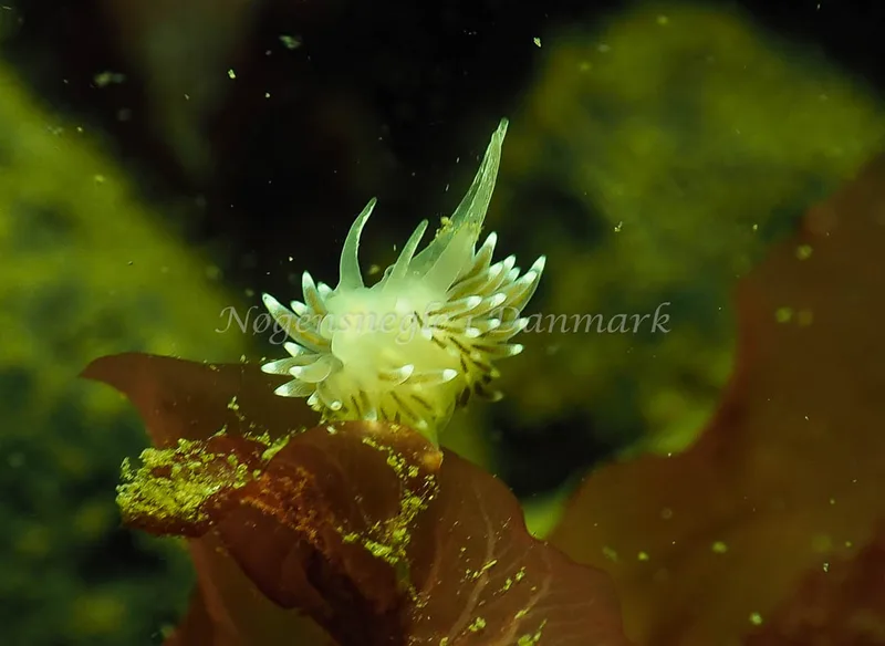 Cuthonella concinna - Lyngsbo Strand - Foto: Jens Egon Jørgensen