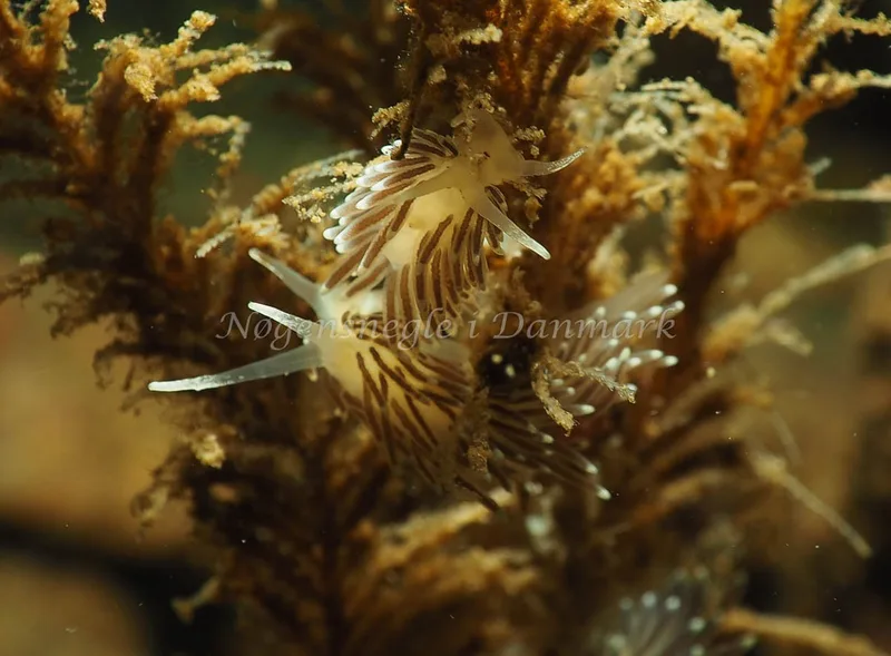 Cuthonella concinna - Lyngsbo Strand - Foto: Jens Egon Jørgensen