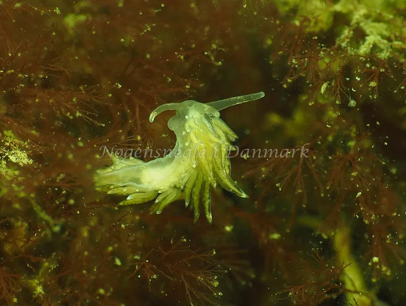 Coryphella verrucosa rufibranchialis - Lyngsbo Strand - Foto: Jens Egon Jørgensen