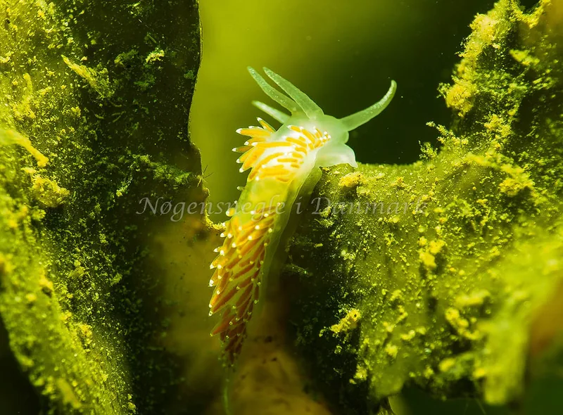 Coryphella verrucosa rufibranchialis - Lyngsbo Strand - Foto: Jens Egon Jørgensen