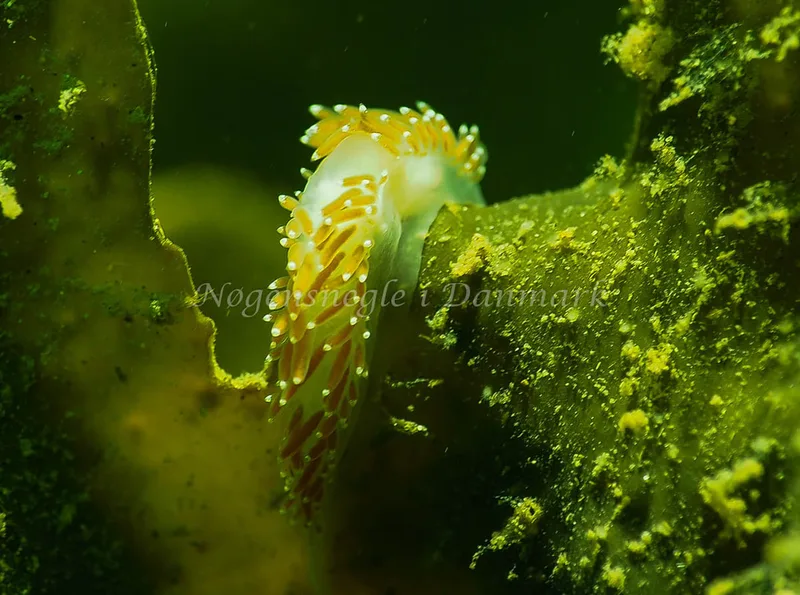 Coryphella verrucosa rufibranchialis - Lyngsbo Strand - Foto: Jens Egon Jørgensen