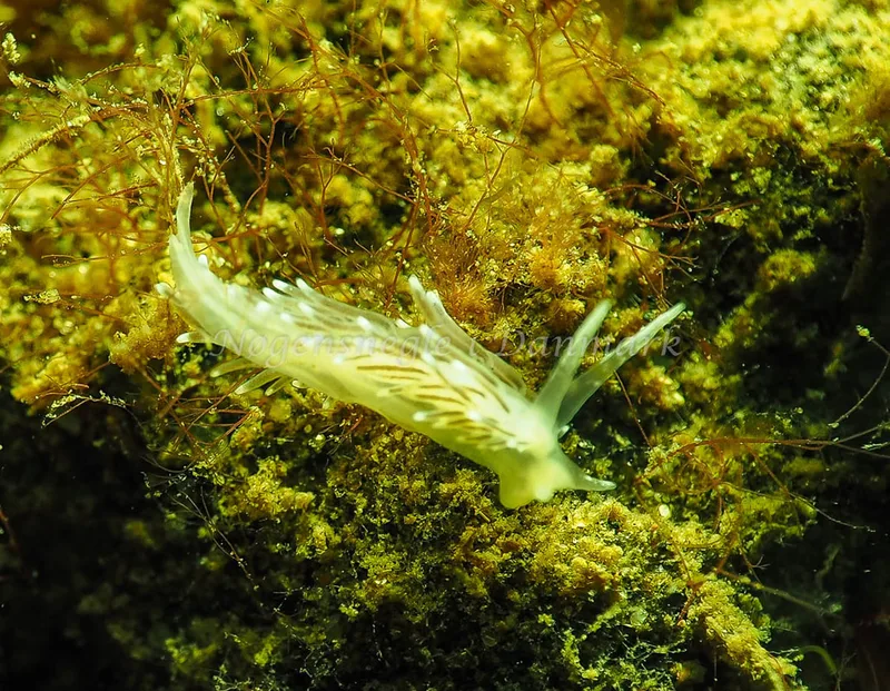 Cuthonella concinna - Lyngsbo Strand - Foto: Jens Egon Jørgensen