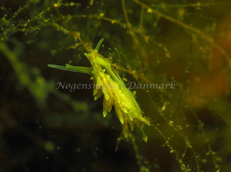 Amphorina sp. - Kollund Lillestrand - Foto: Jens Egon Jørgensen