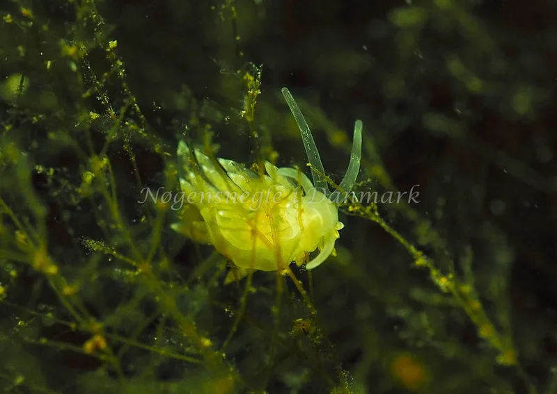 Amphorina sp. - Kollund Lillestrand - Foto: Jens Egon Jørgensen