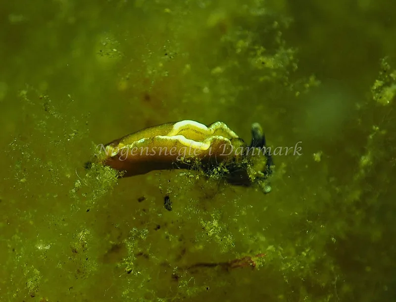 Elysia viridis - Kollund Lillestrand - Foto: Jens Egon Jørgensen