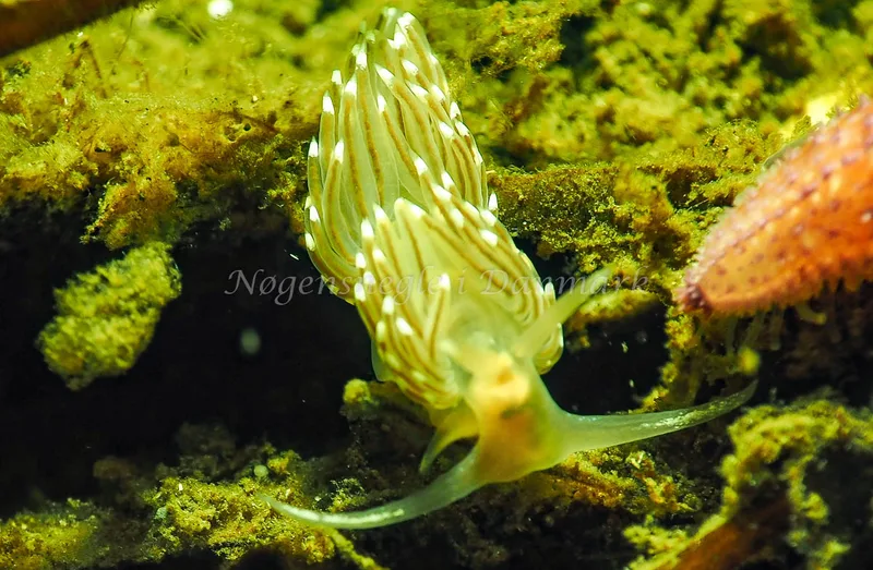 Facelina bostoniensis - Kollund Lillestrand - Foto: Jens Egon Jørgensen