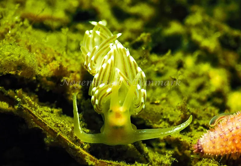 Facelina bostoniensis - Kollund Lillestrand - Foto: Jens Egon Jørgensen