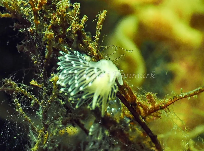 Cuthonella concinna - Ammoniakhavnen - Foto: Jens Egon Jørgensen