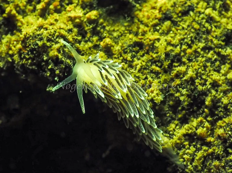 Cuthonella concinna - Ammoniakhavnen - Foto: Jens Egon Jørgensen