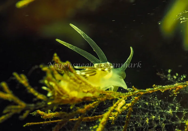 Cuthonella concinna - Ammoniakhavnen - Foto: Jens Egon Jørgensen