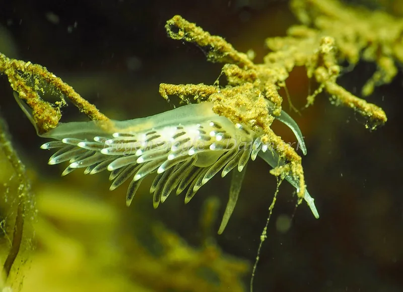 Cuthonella concinna - Ammoniakhavnen - Foto: Jens Egon Jørgensen