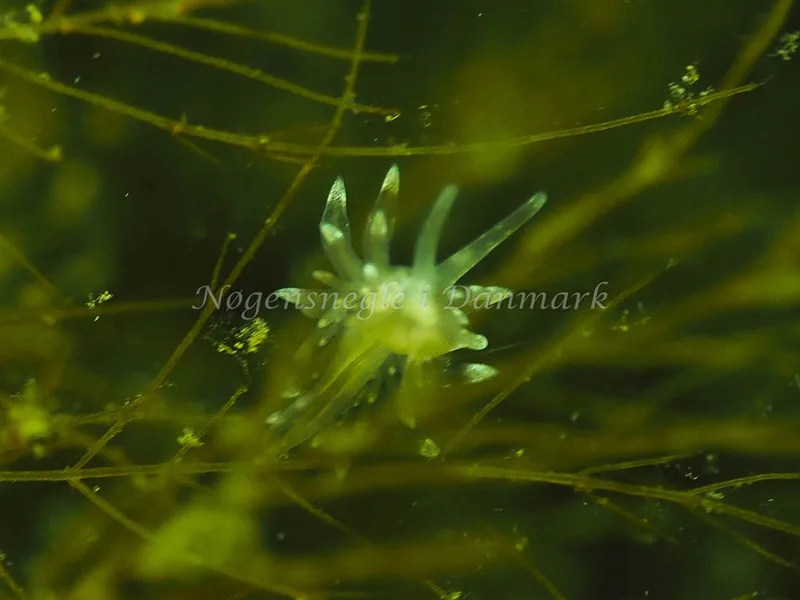 Amphorina viriola - Kollund Lillestrand - Foto: Jens Egon Jørgensen