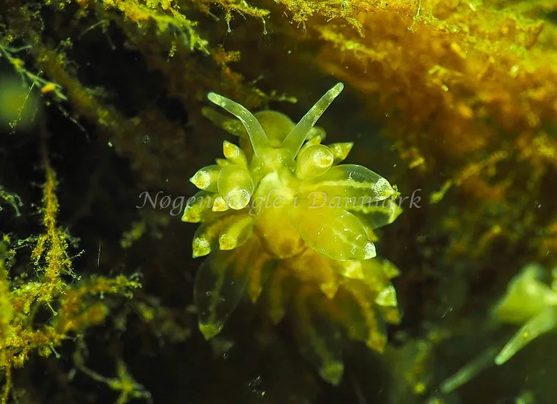 Amphorina viriola - Kollund Lillestrand - Foto: Jens Egon Jørgensen