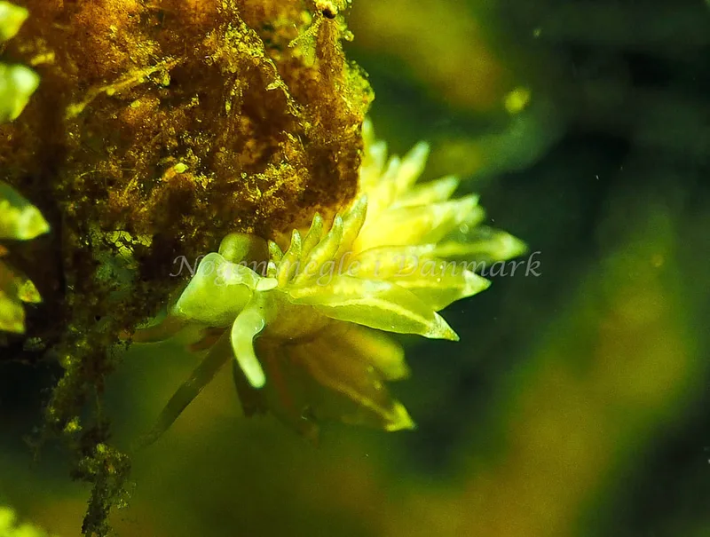 Amphorina viriola - Kollund Lillestrand - Foto: Jens Egon Jørgensen