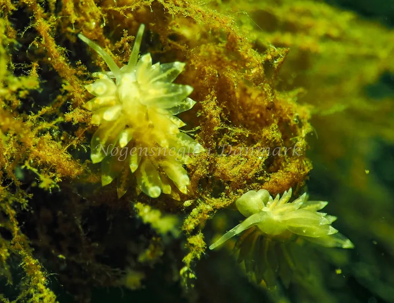 Amphorina viriola - Kollund Lillestrand - Foto: Jens Egon Jørgensen
